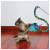 Kong Cat Teaser Curlz - Katzenspielzeug -