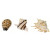 Europet Bernina Dekor Seemuscheln - Aquarium - Ornament - 8,5-10 cm Sortiert