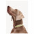 Dogguo Halsband Grün&Rosé - Hundehalsband - Xs Kleinste Hunde