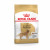 Royal Canin BHN Golden Retriever Adult 12kg