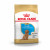 Royal Canin BHN Poodle Puppy 3kg (beperkt houdbaar)